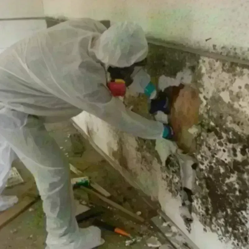 Mold Remediation and Removal in Rock Island, FL